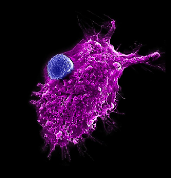 immune-cell